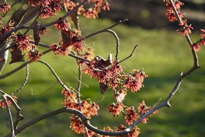 Close-up of red witch hazel blossom on twig