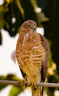 Close-up of bird perching on tree