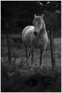 View of horse in ranch