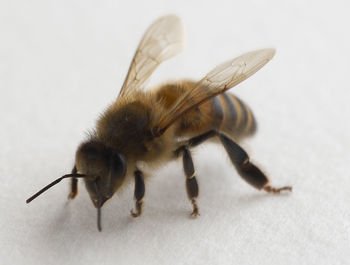 Close-up of bee