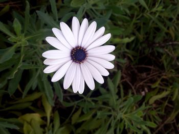 Close-up of white flower blooming outdoors