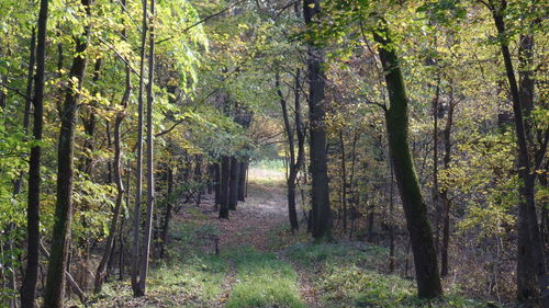 Trees in forest