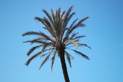 Low angle view of palm tree against clear blue sky