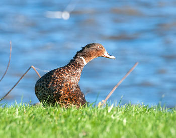 Close-up of bird on grass