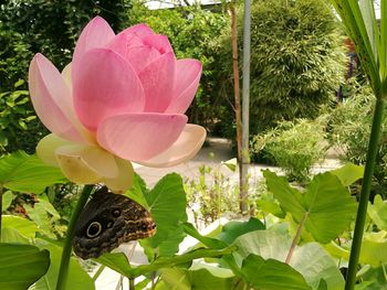 Close-up of pink flower