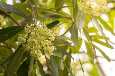 Close-up of flowering plant