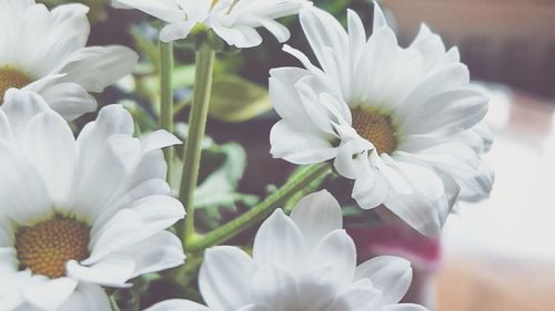 Close-up of white flower