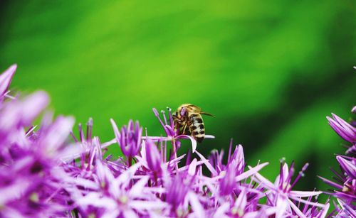 Close-up of purple flower