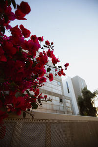 Low angle view of red flowering plant against building