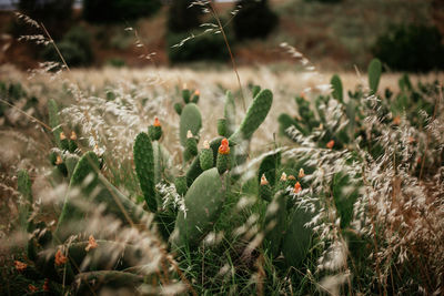Close-up of flowering plants on field