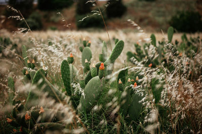 Close-up of flowering plants on field