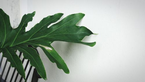 Close-up of green leaves on white wall