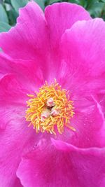 Close-up of pink dahlia