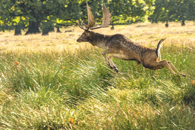 Deer in a field