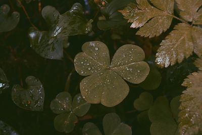 Close-up of water drops on plant