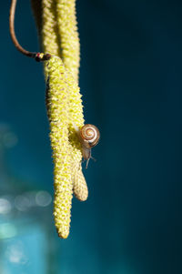 Small snail on hazelnut catkins on a blue background insect closeup