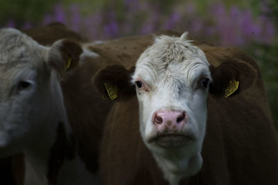 Portrait of cow