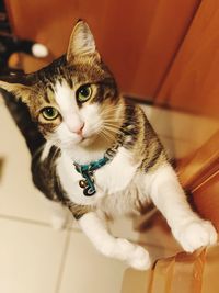 High angle portrait of cat looking at home