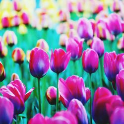 Close-up of pink tulips on field