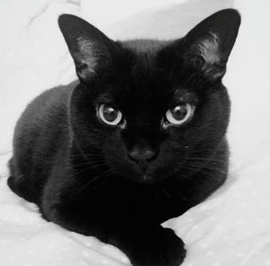 Close-up of black cat