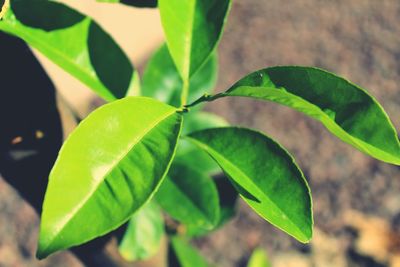 Close-up of fresh green leaf