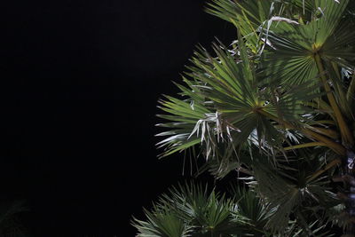 Close-up of plants against clear sky at night