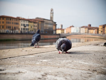 Close-up of pigeon.