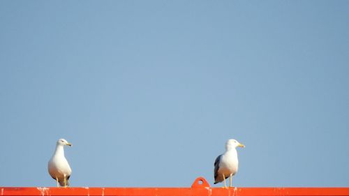 Low angle view of seagulls against clear blue sky