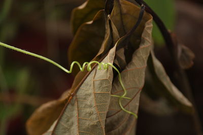 Close-up of insect on leaves