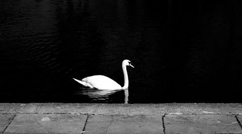 Side view of swan swimming on lake