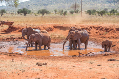 View of elephant drinking water