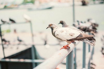 Close-up of seagull perching on railing