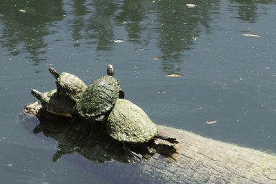 High angle view of turtle swimming in lake