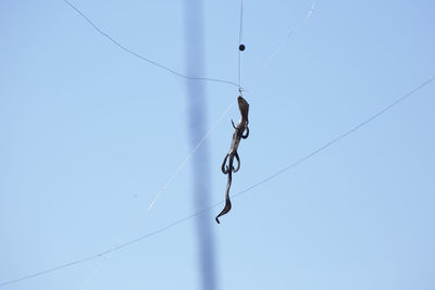 Low angle view of spider hanging on rope against clear blue sky