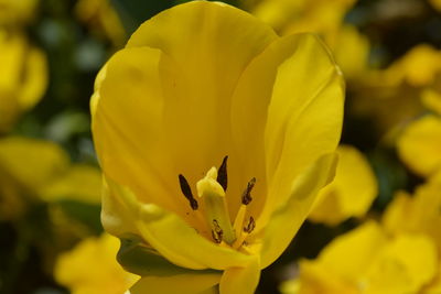 Close-up of yellow flowering plant