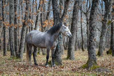 Horses in a forest