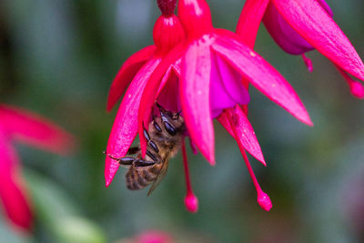 Close-up of bee pollinating on pink flower
