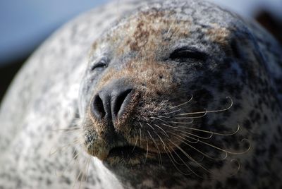 Close-up of a seal resting