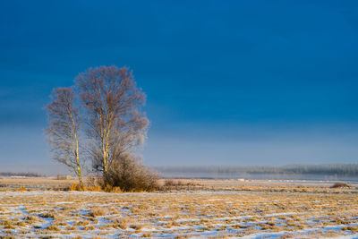 Bare tree on snow field against blue sky