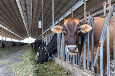 Cows standing in a shed