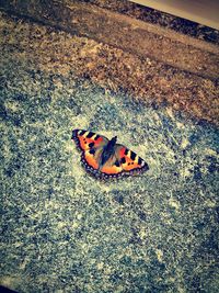 High angle view of butterfly on leaf