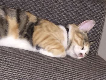 High angle view of cat lying on sofa