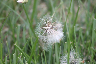 Close-up of dandelion on field