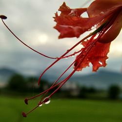 Close-up of water drops on red flower