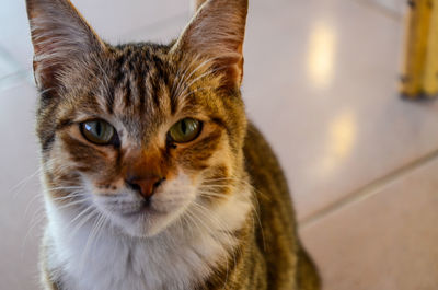 Close-up portrait of cat