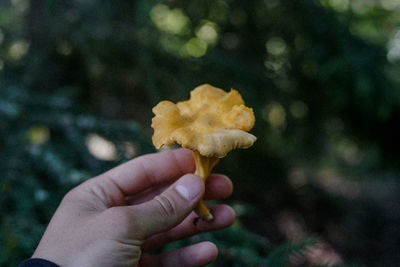 Close-up of hand holding yellow leaf