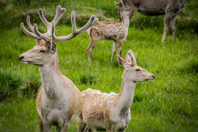 Deer standing in a field