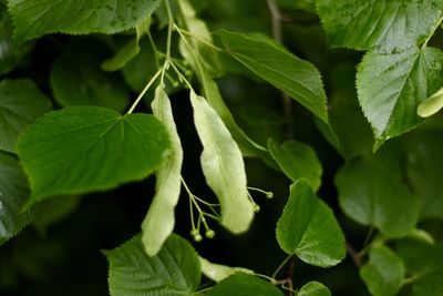 Close-up of fresh green leaves