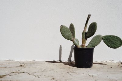 Close-up of cactus in pot against wall