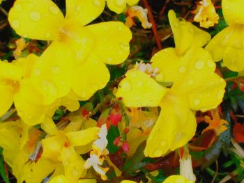 Full frame shot of yellow flowers